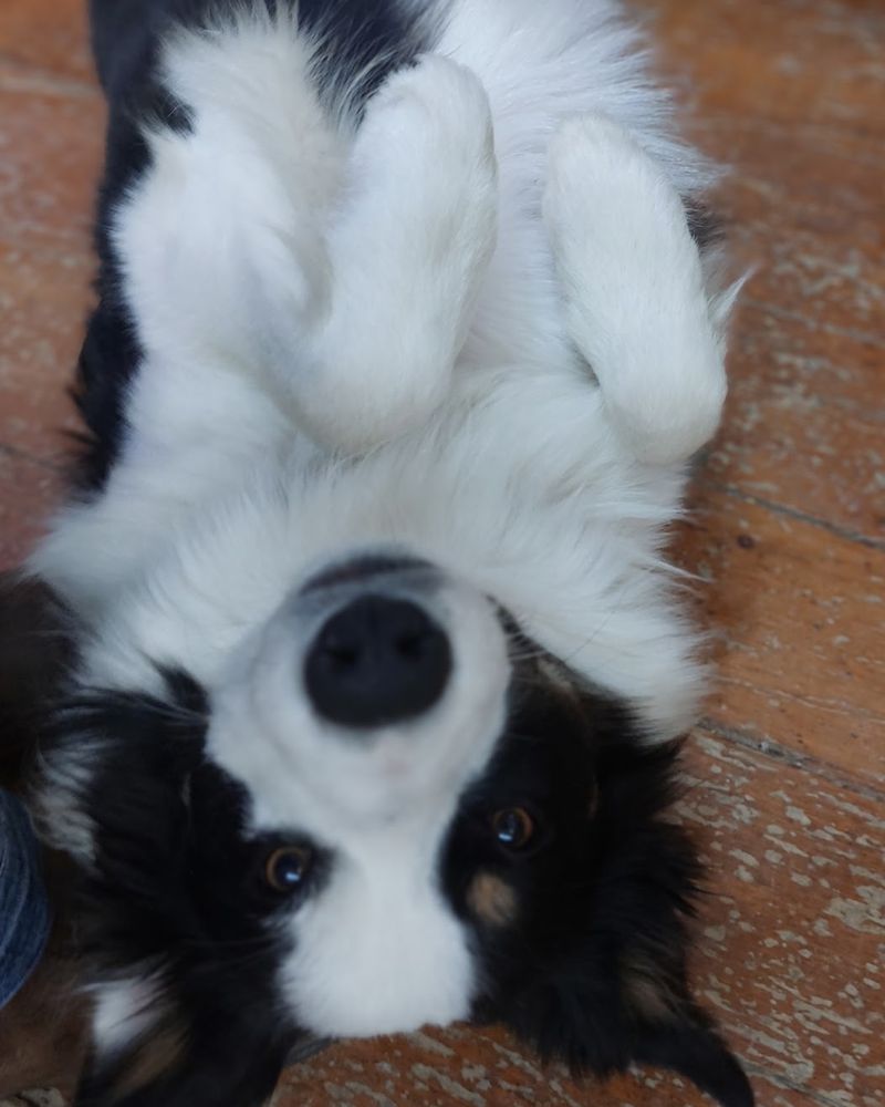 Waylon, a black and white border collie, lying upside down on the store floor