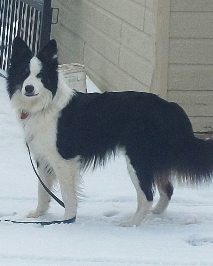 Waylon standing in the snow on the sidewalk